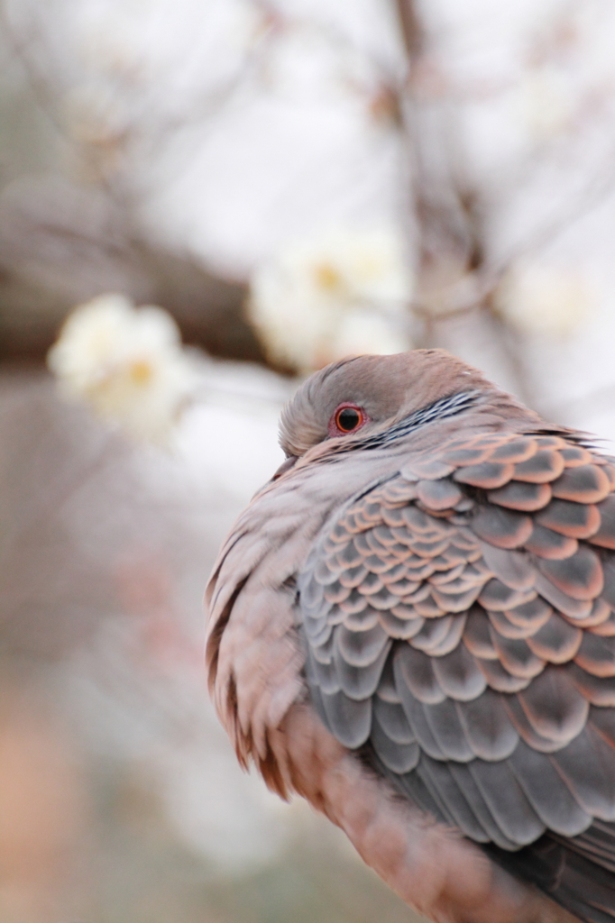 梅と鳩