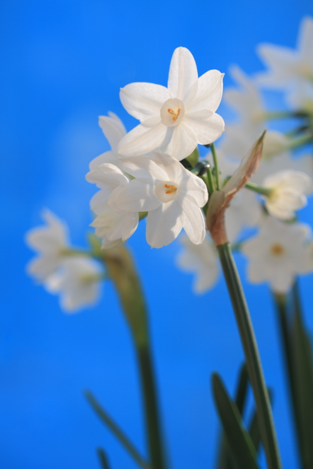 White and blue