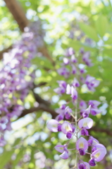 藤花Ⅱ