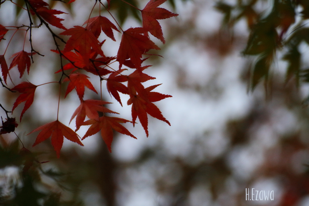 紅葉始め