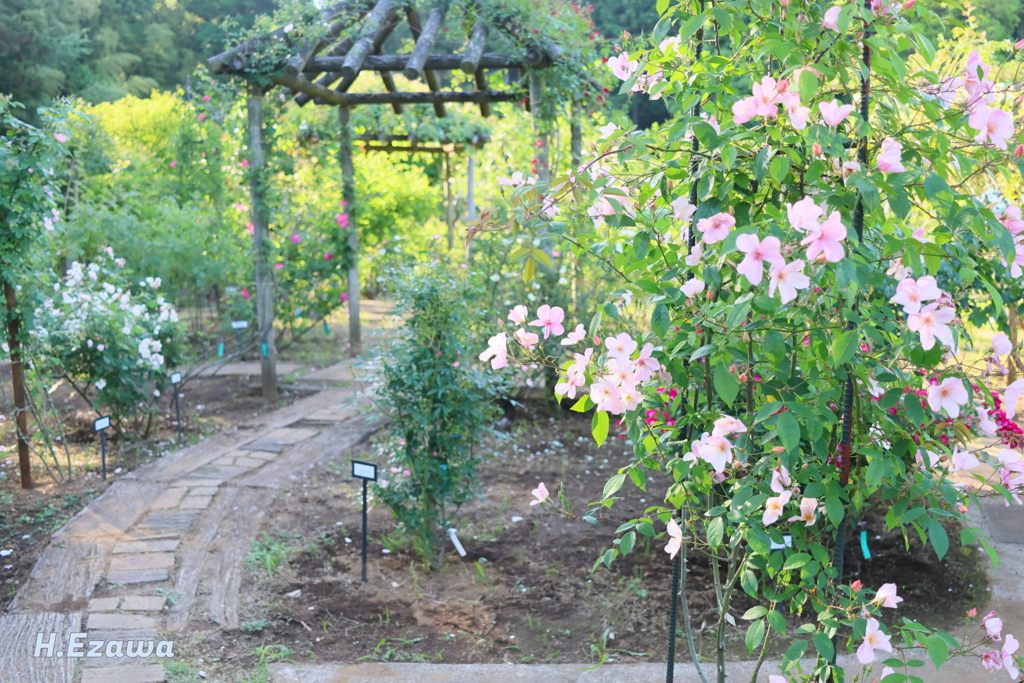 in the rose garden15