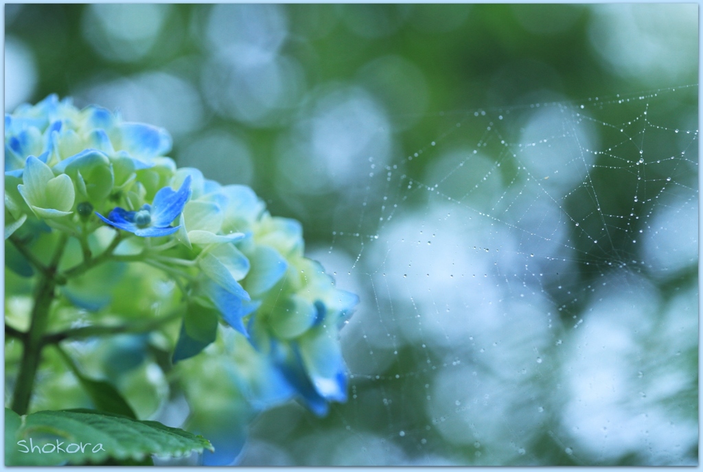 雨粒