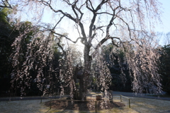 栄福寺の枝垂れ桜again9