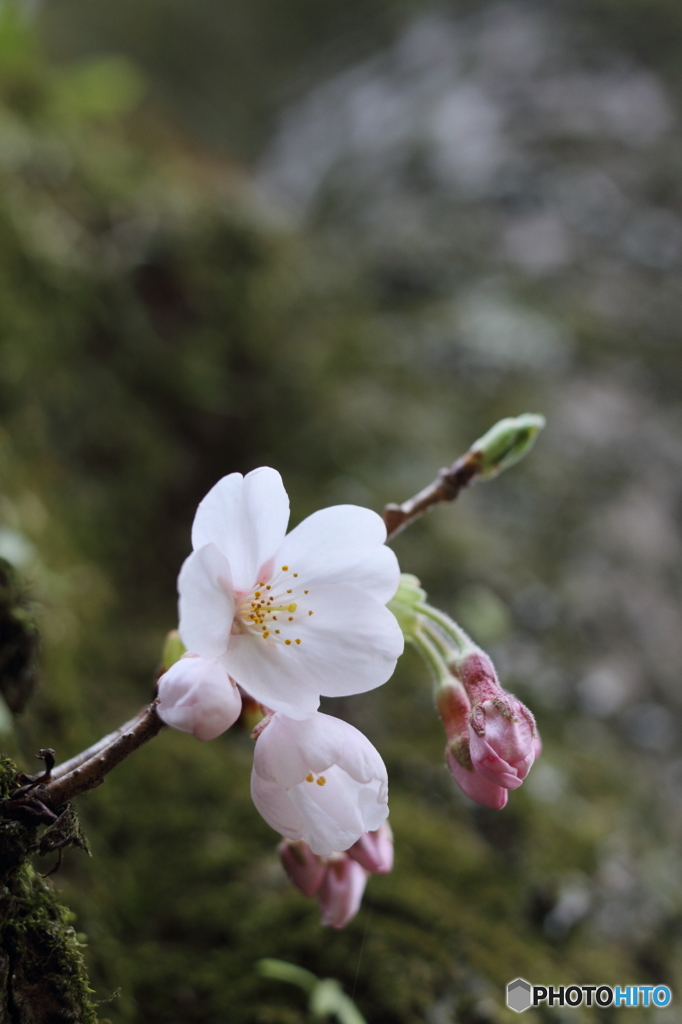 胴咲き