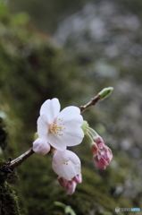 胴咲き