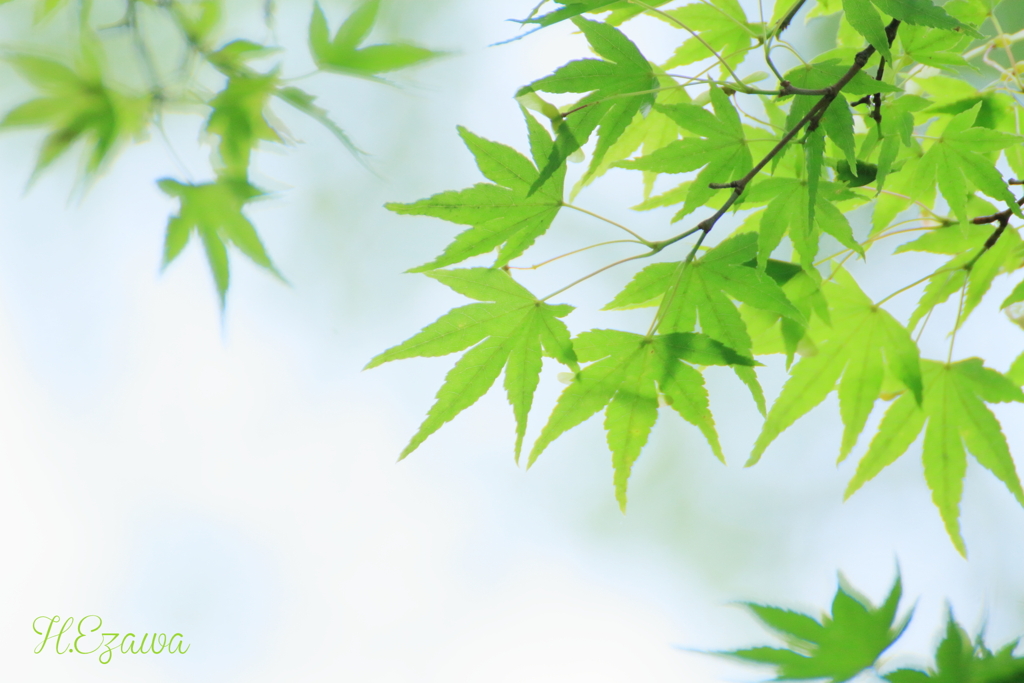 Maple greenⅡ