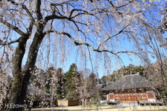 桜咲く永福寺