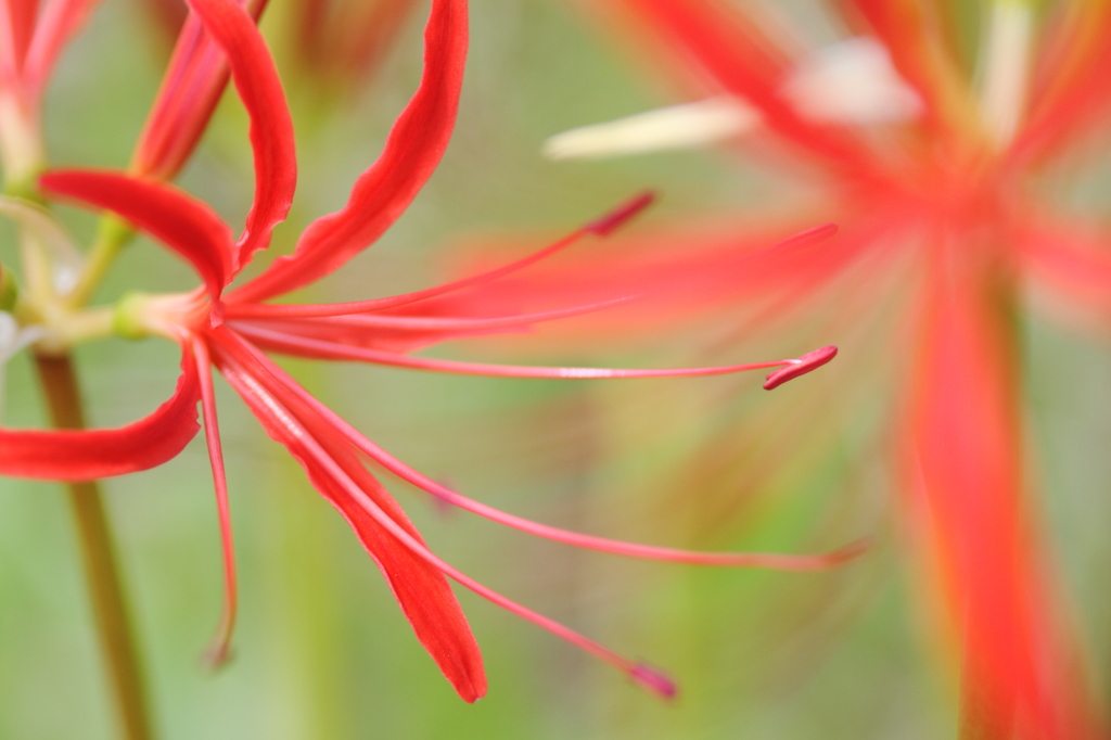 初秋の紅