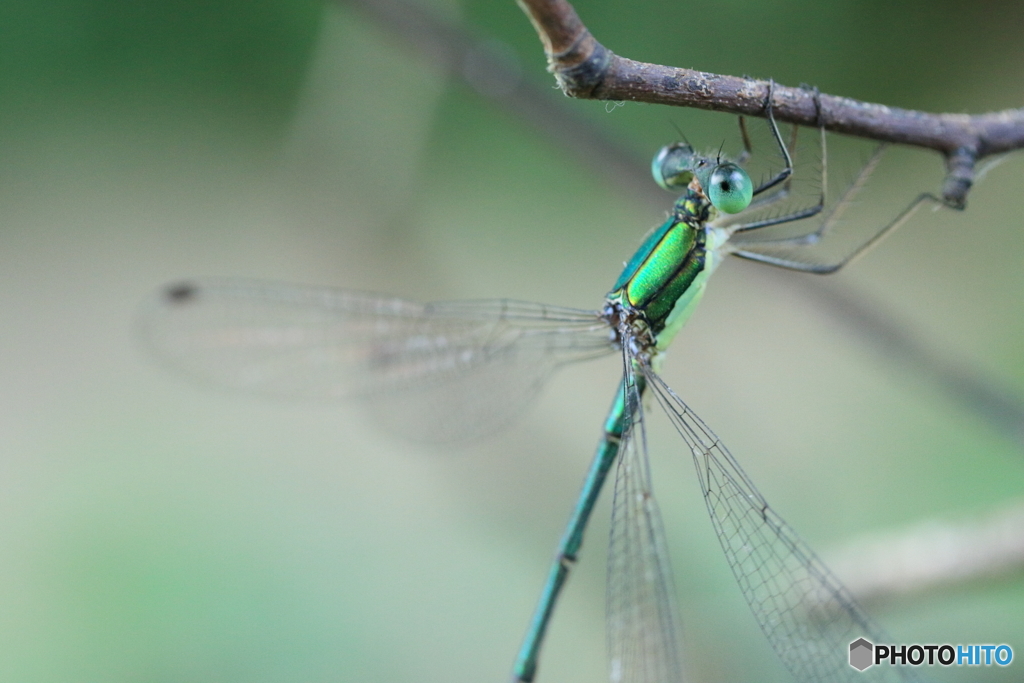 Green body