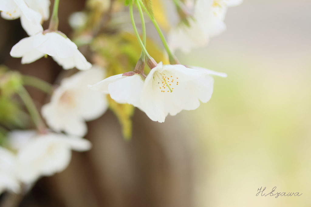 牧場の白い桜