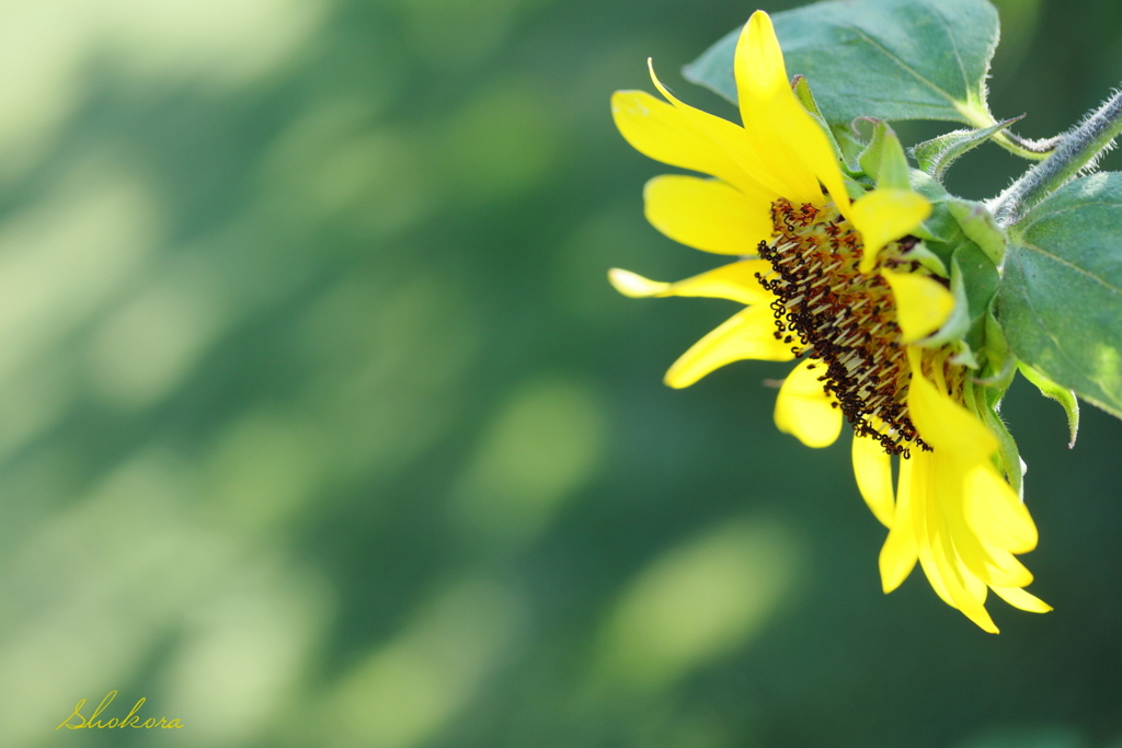 Little summer flower