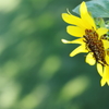 Little summer flower