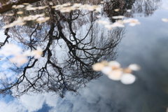 散り梅と枝垂れ桜