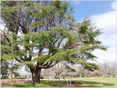 公園の大木（スマホ撮影）