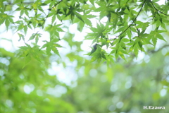 紅葉が待ち遠しいモミジ