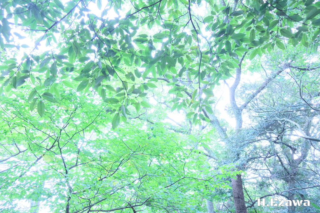 朝の緑