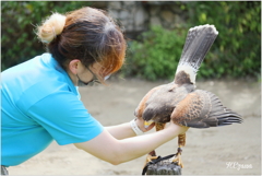 鷹と飼い主さん