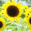summer flowers