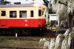 藤の咲く駅