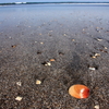 砂浜の宝石