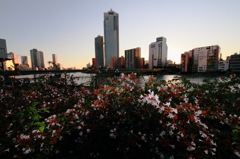 隅田川花夕景