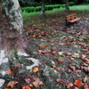 落ち葉の公園