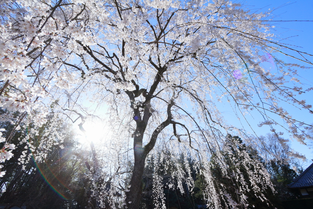 栄福寺の枝垂れ桜5