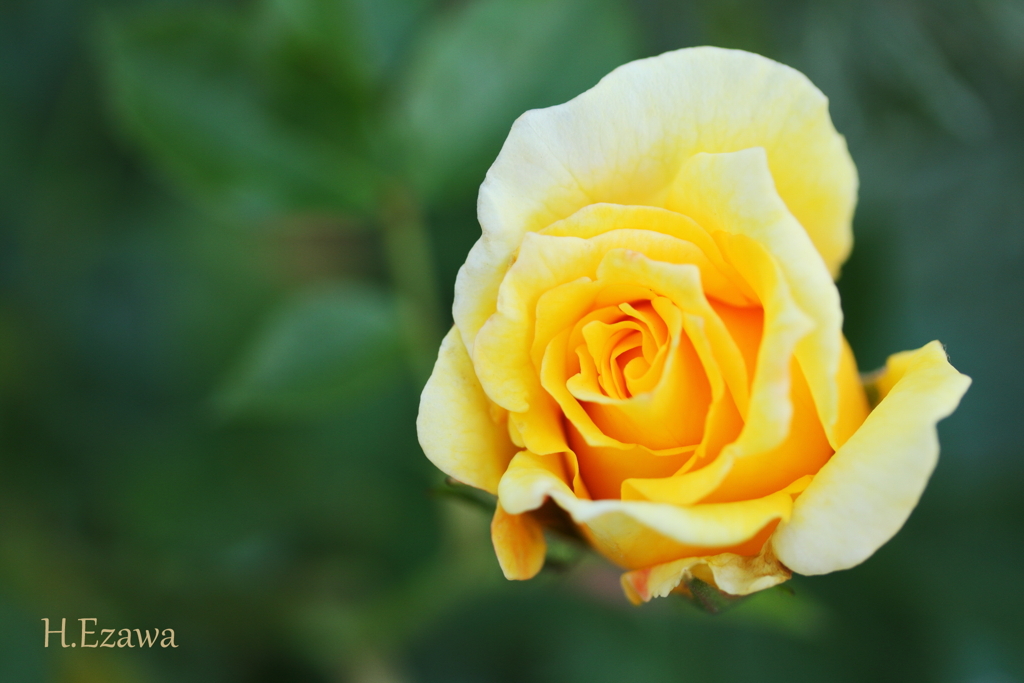 yellow rose