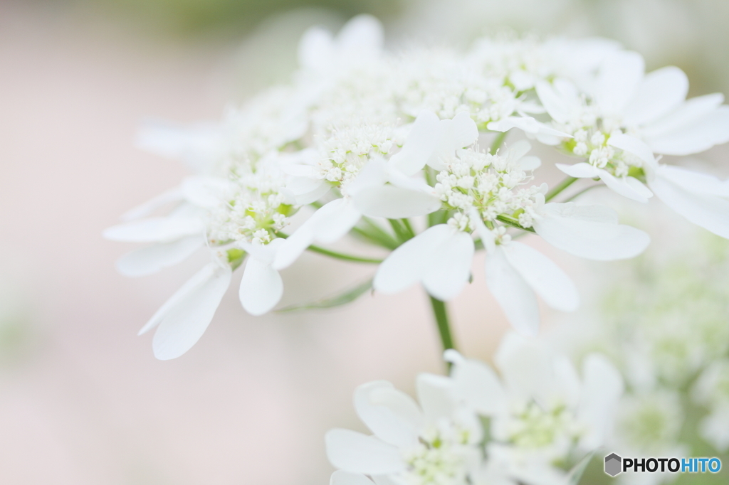 Wedding white