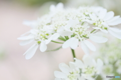 Wedding white