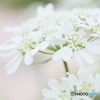 Wedding white