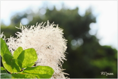 Smoke tree