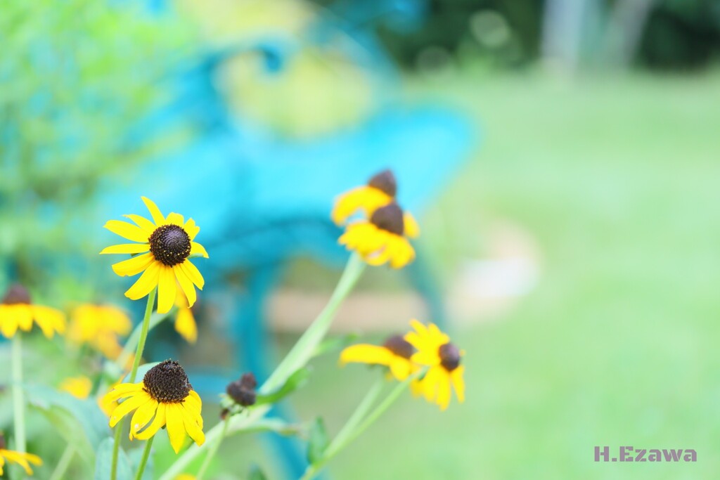ベンチのそばの花