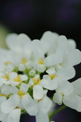 純白小花