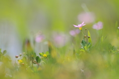 たんぼ脇のちいさな花