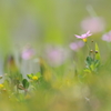 たんぼ脇のちいさな花