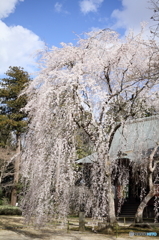 青空と姫桜