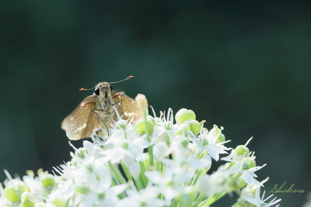 ニラの花で夕食Ⅱ