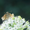 ニラの花で夕食Ⅱ