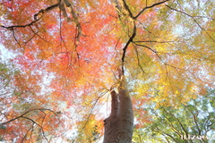 楠と紅葉（十枝の森16）