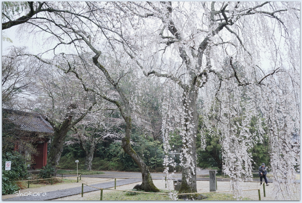 雨の栄福寺Ⅴ