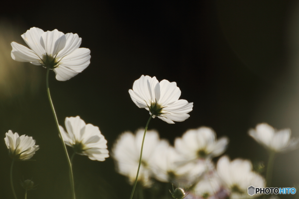 White cosmos