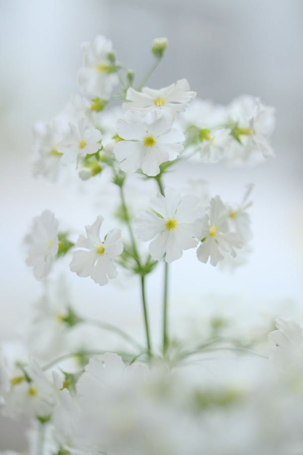 Cute white
