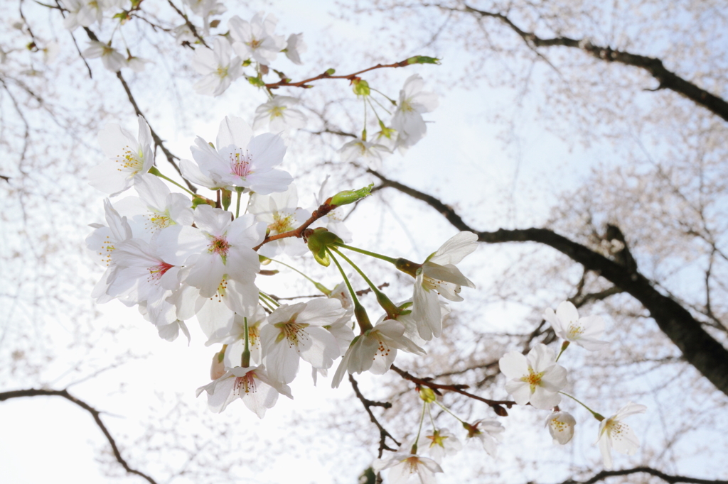 桜の空