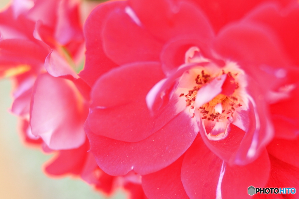 Rose red