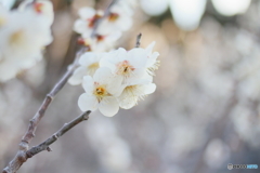夕梅