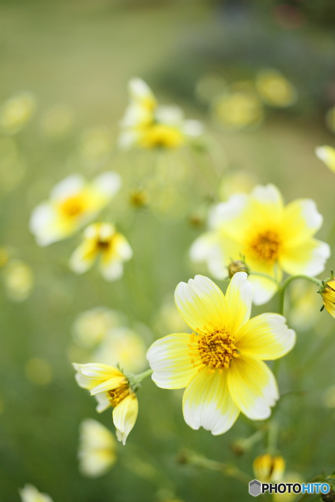 White ＆yellow cosmos　2