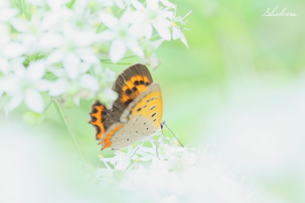 ニラの花とベニⅡ