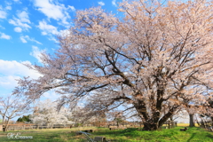 山桜と青空