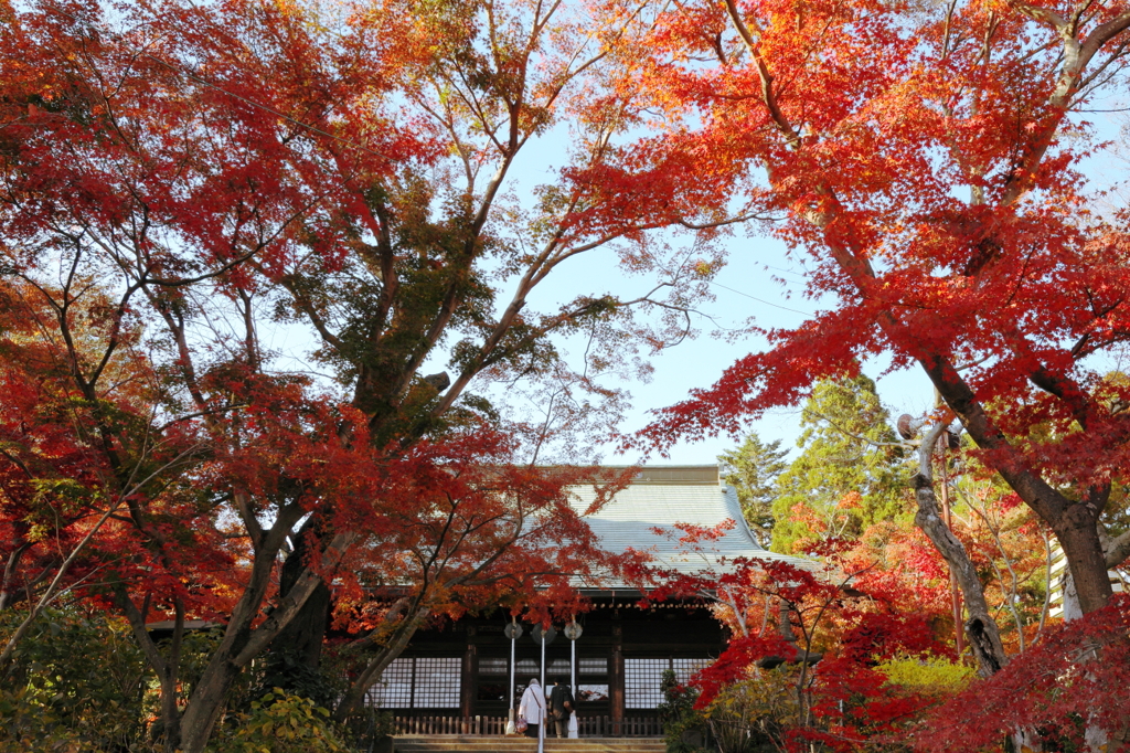 もみじ寺